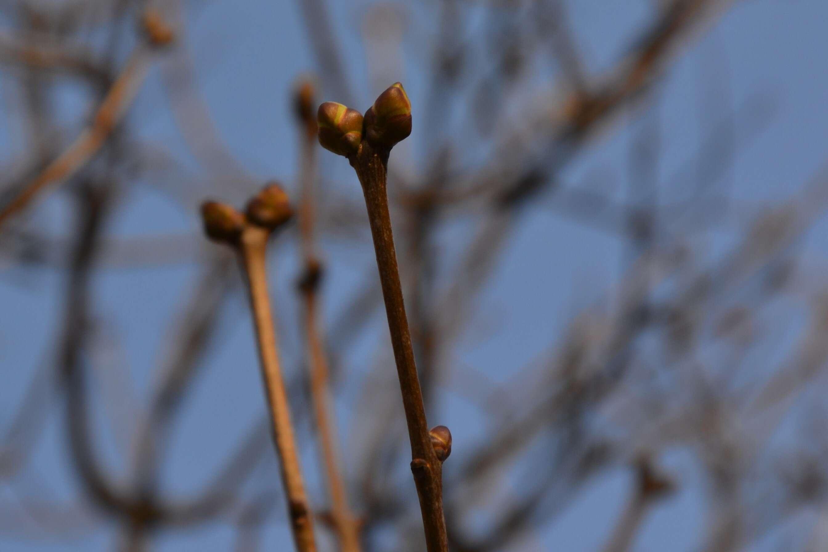 Image of Common Lilac