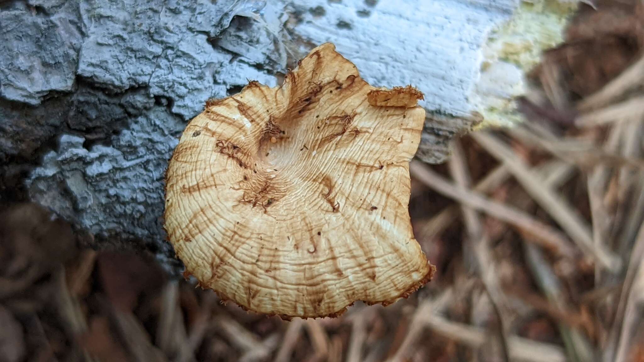 Image of Polyporus tuberaster (Jacq. ex Pers.) Fr. 1821