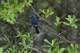 Image of Blue Grosbeak