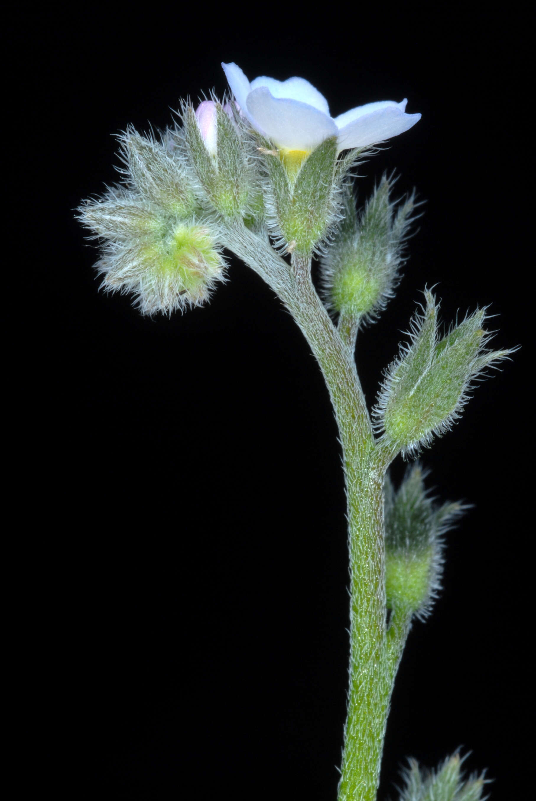 Image of broadleaf forget-me-not