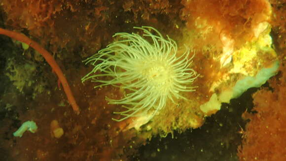 Image of small snakelocks anemone