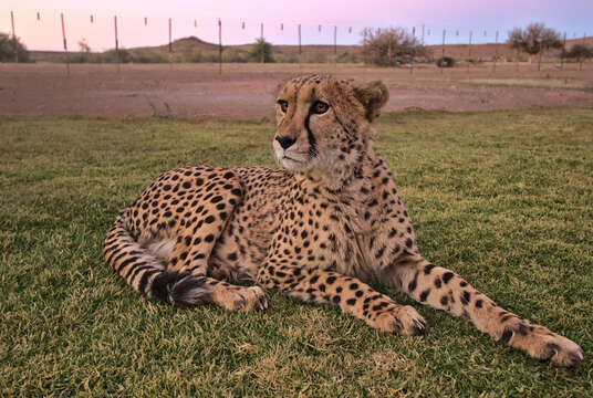 Image of Namibian cheetah