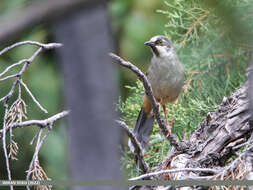 Image of Variegated Laughingthrush