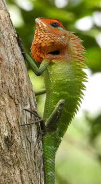 Image of Common green forest lizard