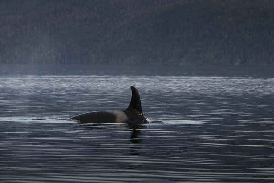 Image of killer whale