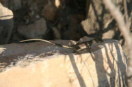 Image of Anzamala Madagascar Swift