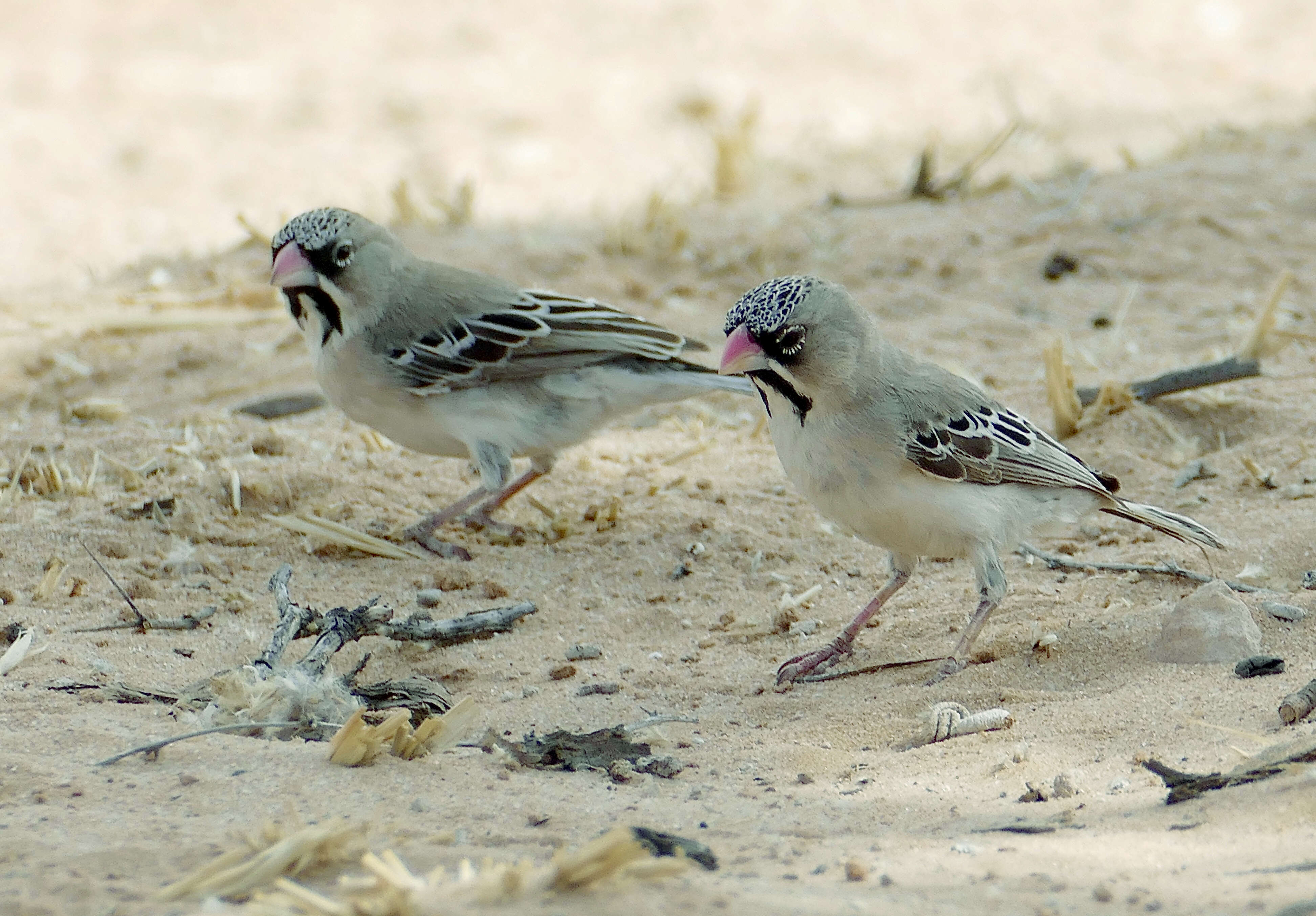 Image of Scaly Weaver