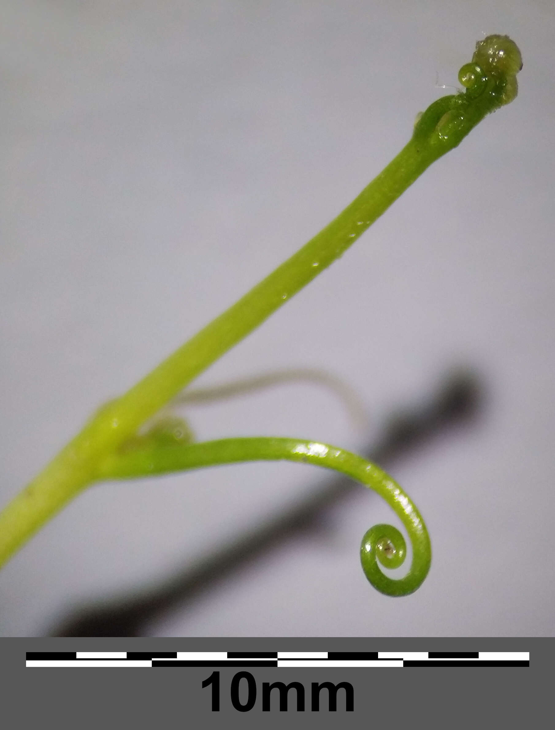 Plancia ëd Pilularia globulifera L.