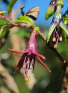 Imagem de Fuchsia excorticata (J. R. & G. Forst.) L. fil.