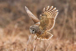 Image of Barred Owl