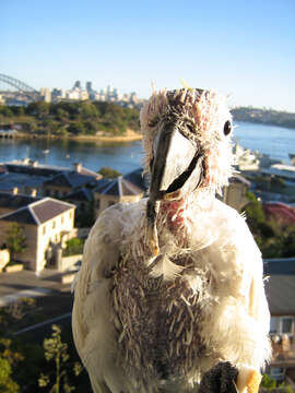 Image of Sulphur-crested Cockatoo