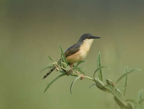 Image of Ashy Prinia