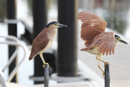 Image of Nankeen Night Heron