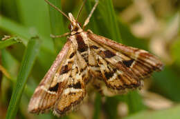 Sivun Diasemia grammalis Doubleday 1843 kuva