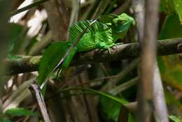 Image of Green Basilisk