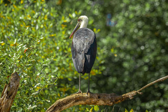 صورة <i>Ciconia microscelis</i>