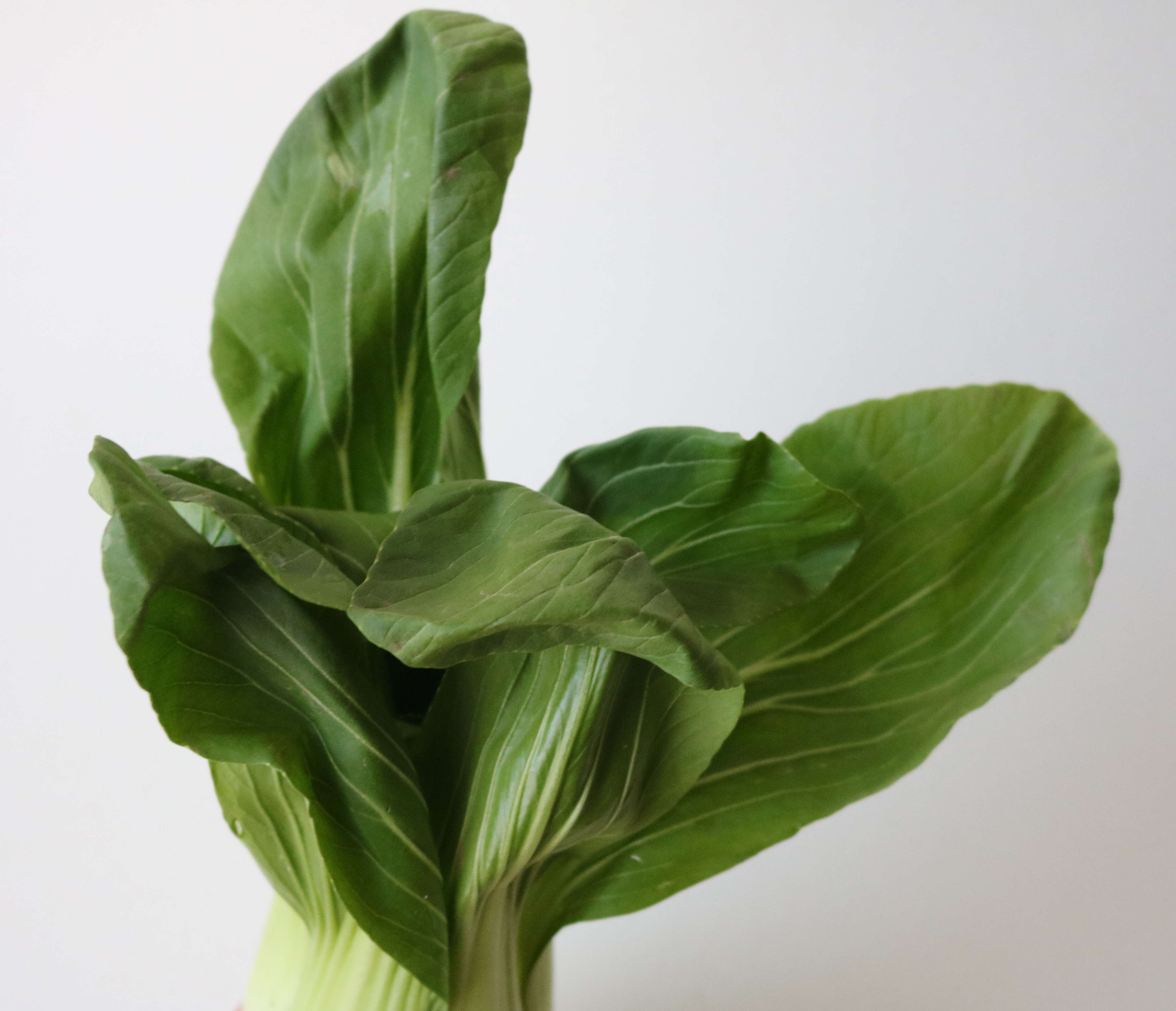 Image of pak choi