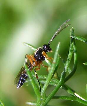 Image of Parasitoid wasp