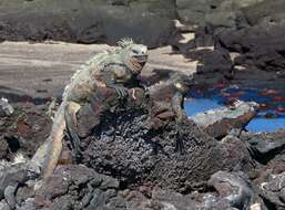 Image of marine iguana