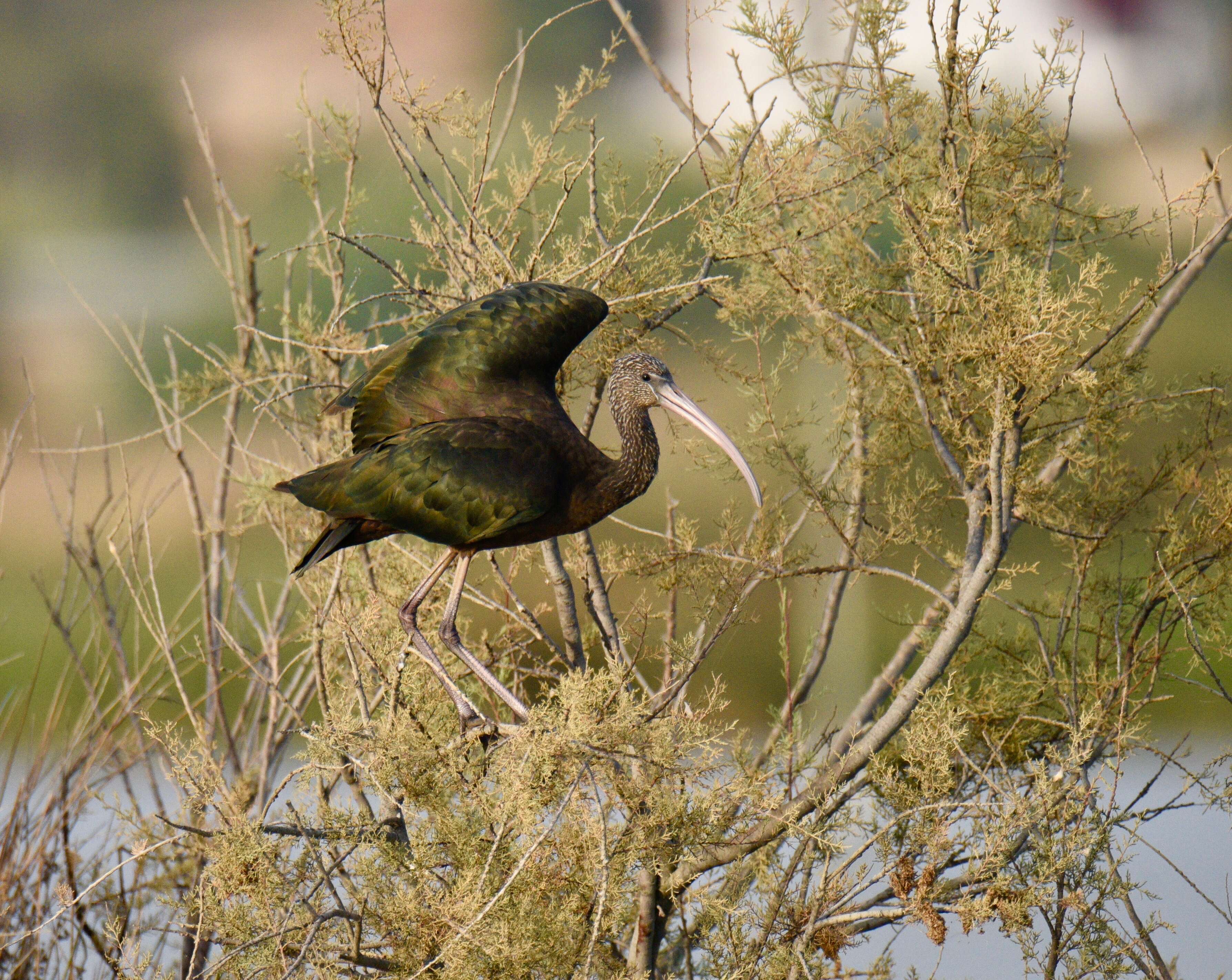 Image of Plegadis Kaup 1829