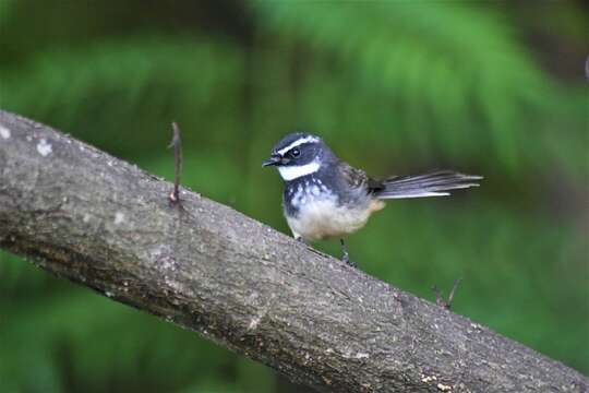 Image of White-spotted Fantail