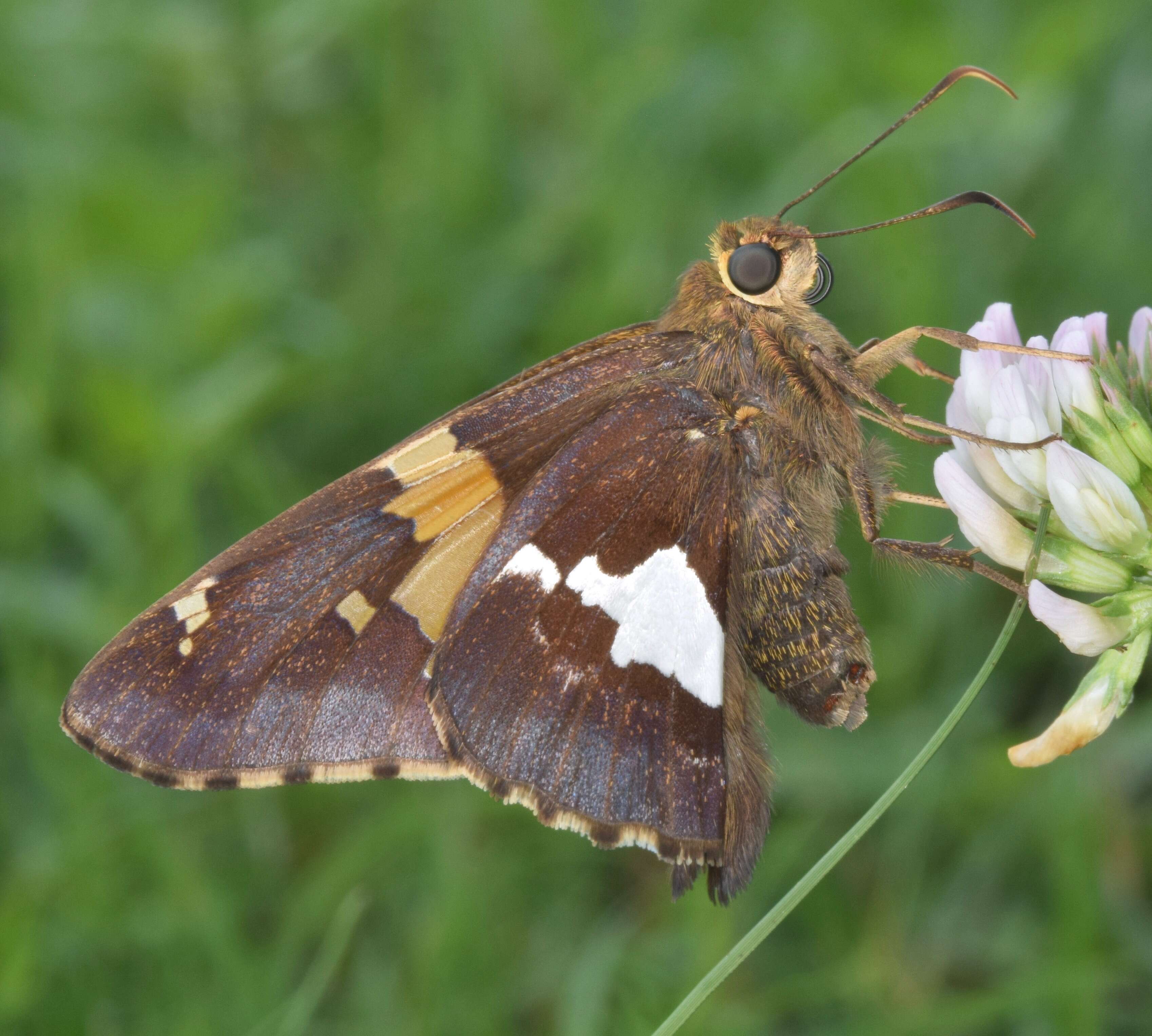 Imagem de Epargyreus clarus Cramer 1775