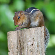 Image of Jungle Palm Squirrel