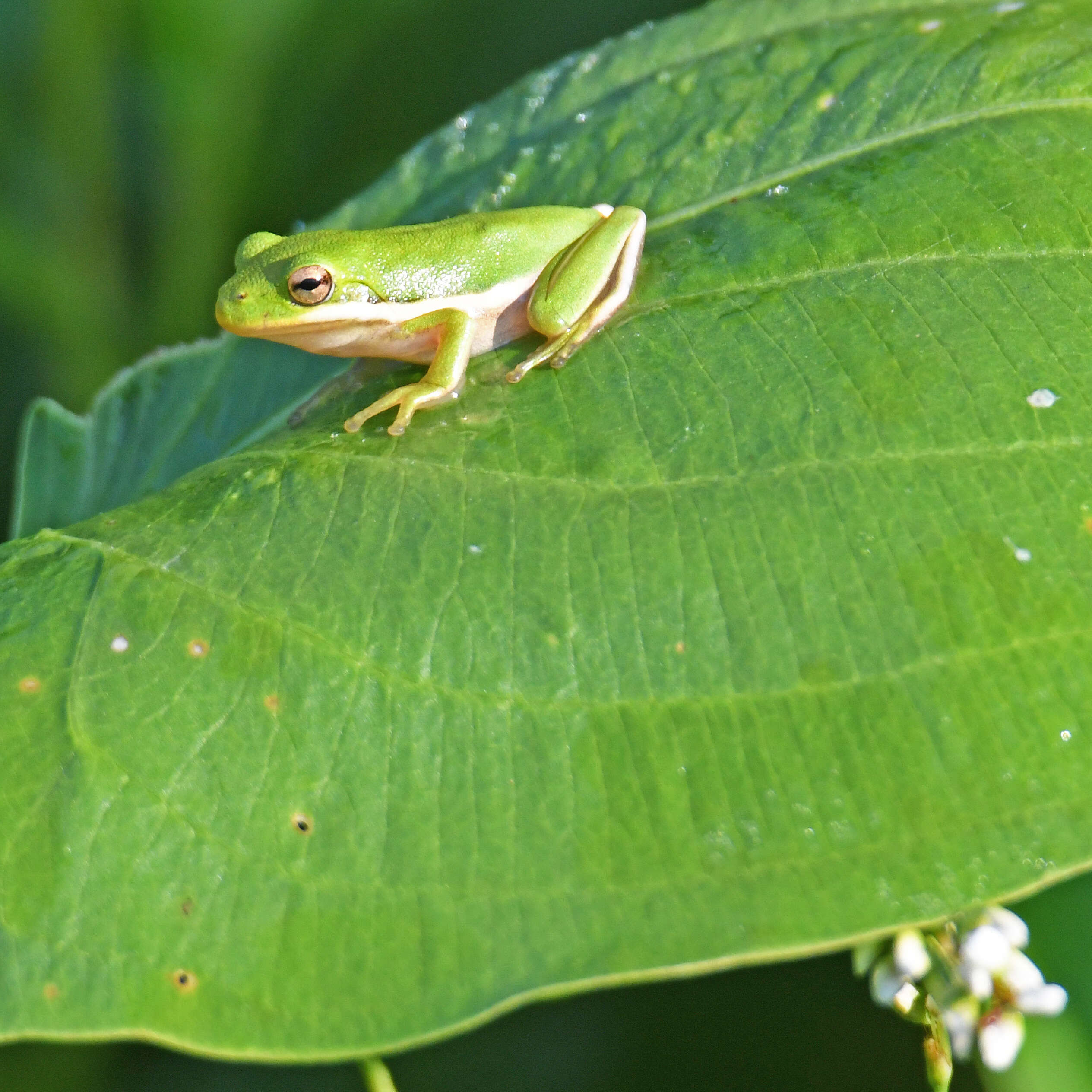 Image of American Green Treefrog