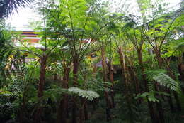 Image of West Indian treefern