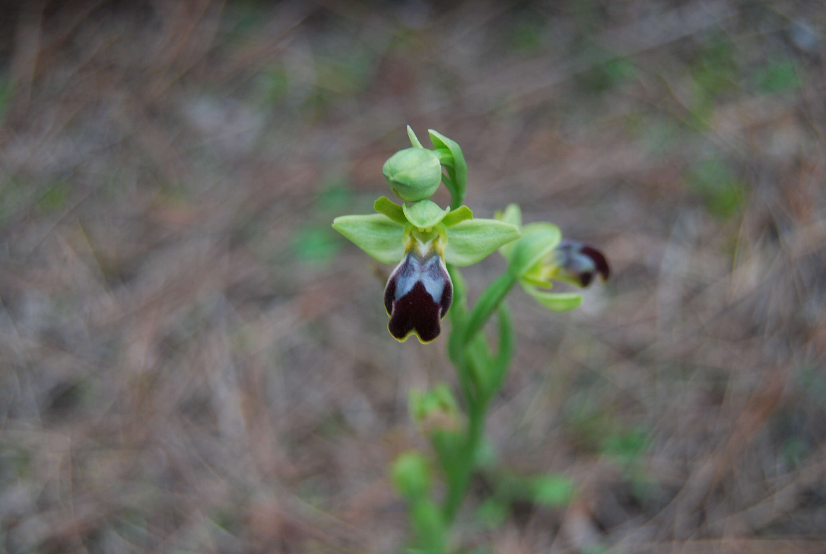 Ophrys fusca subsp. iricolor (Desf.) K. Richt.的圖片