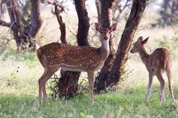 Image of Axis Deer