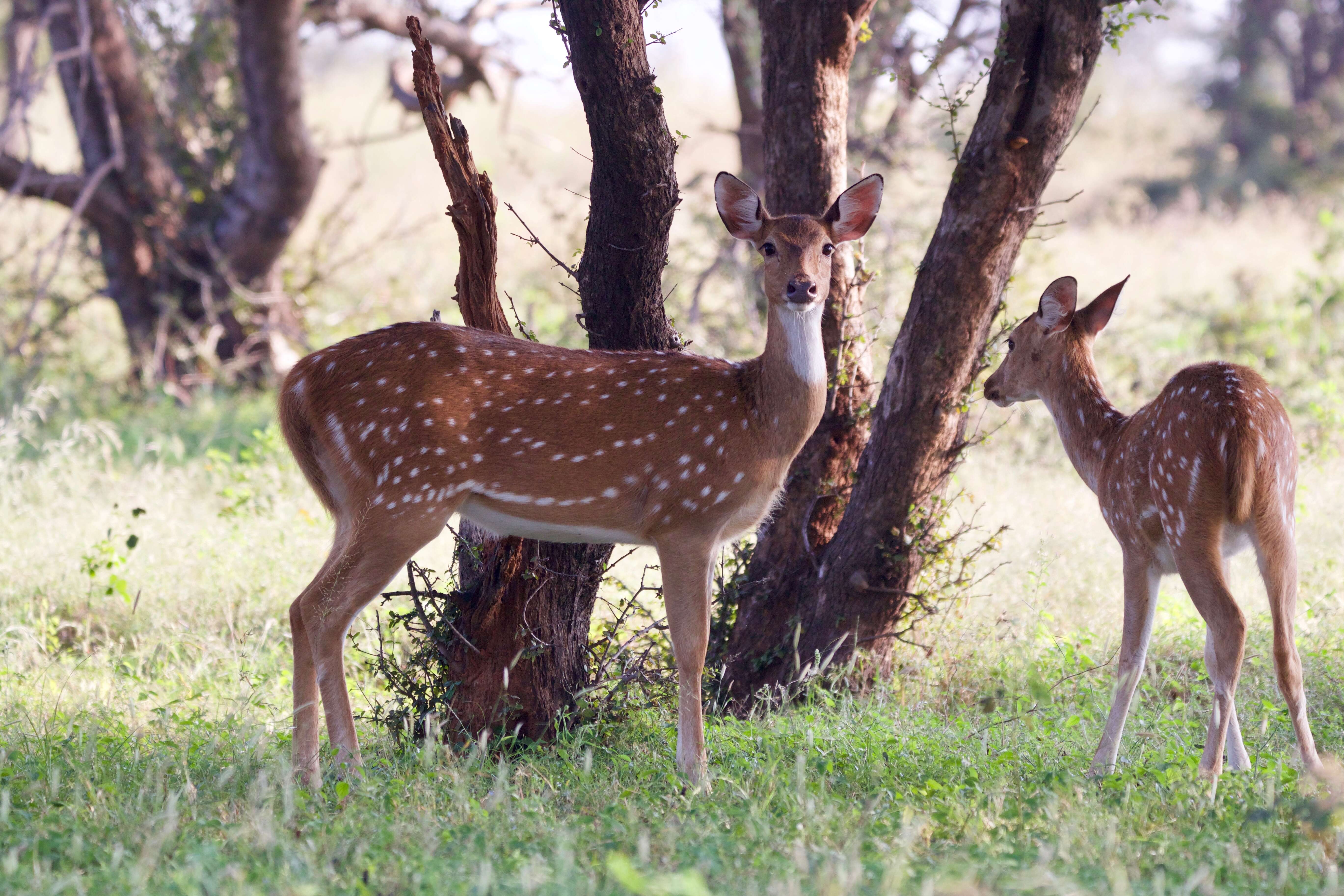 Image of Axis Deer