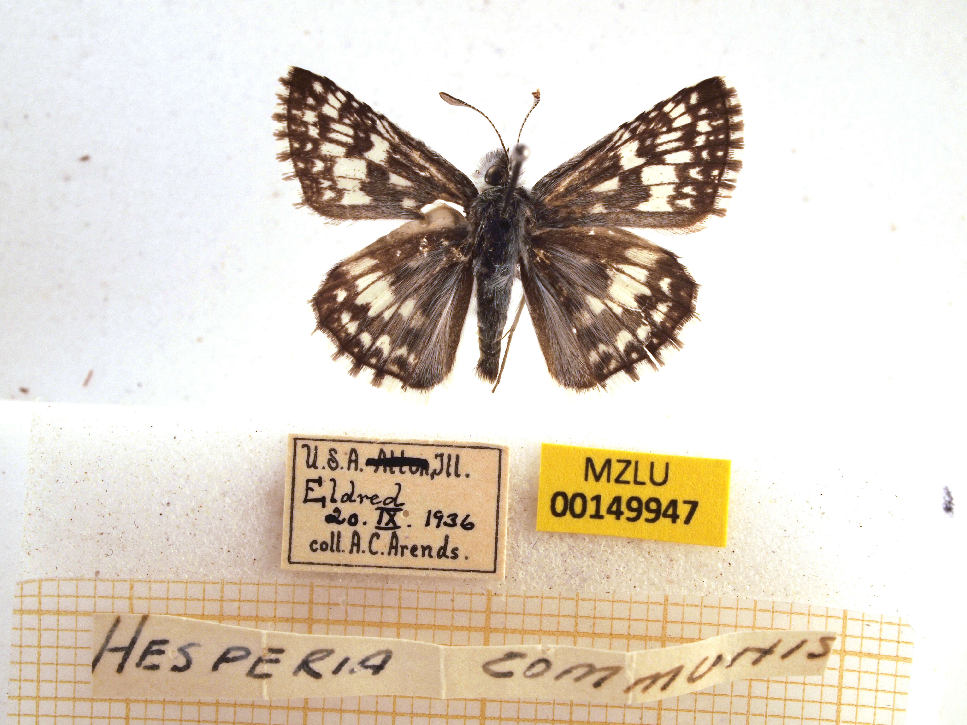 Image of Burnsius communis