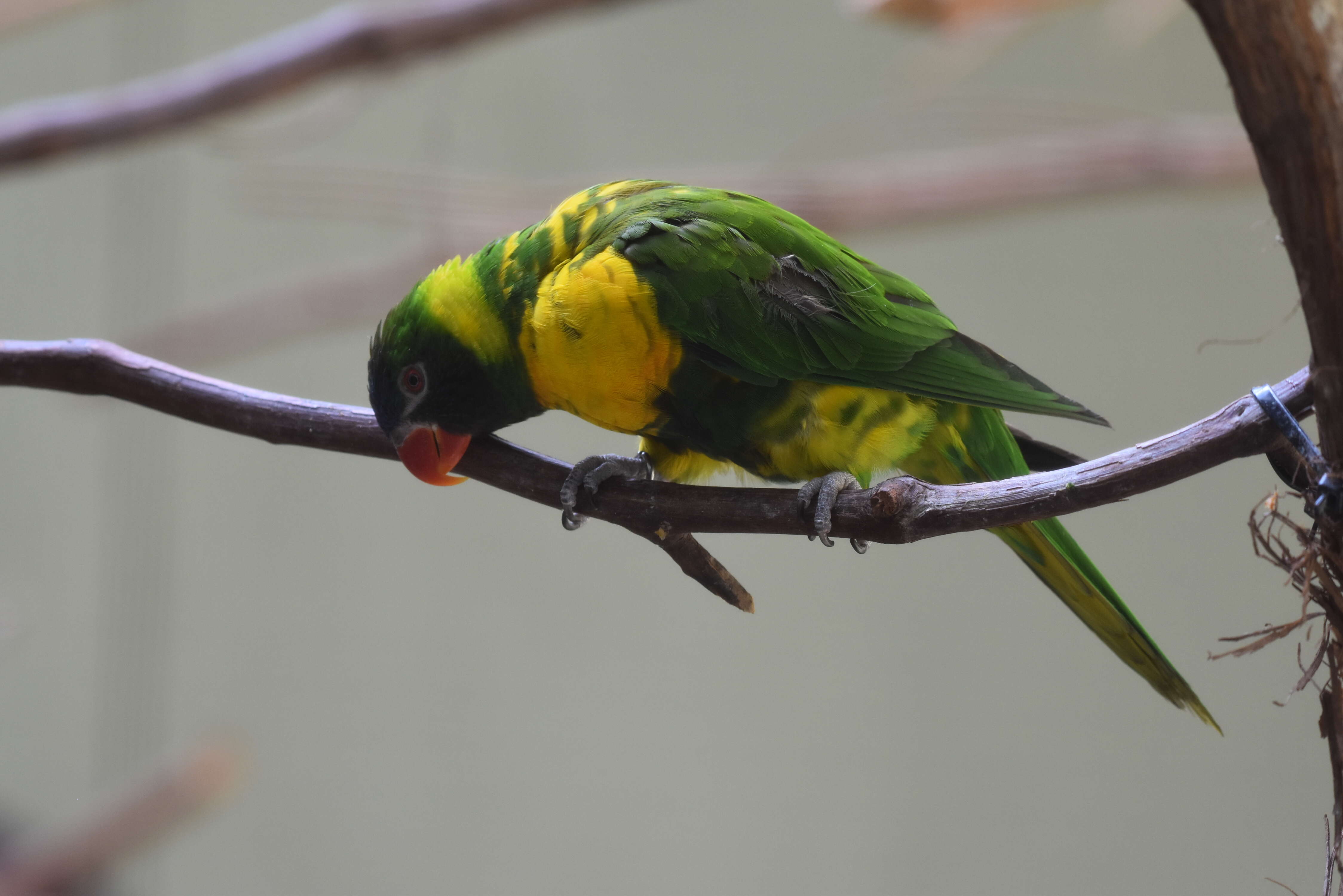 Plancia ëd Trichoglossus moluccanus (Gmelin & JF 1788)