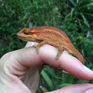 Image of Black-headed Dwarf Chameleon