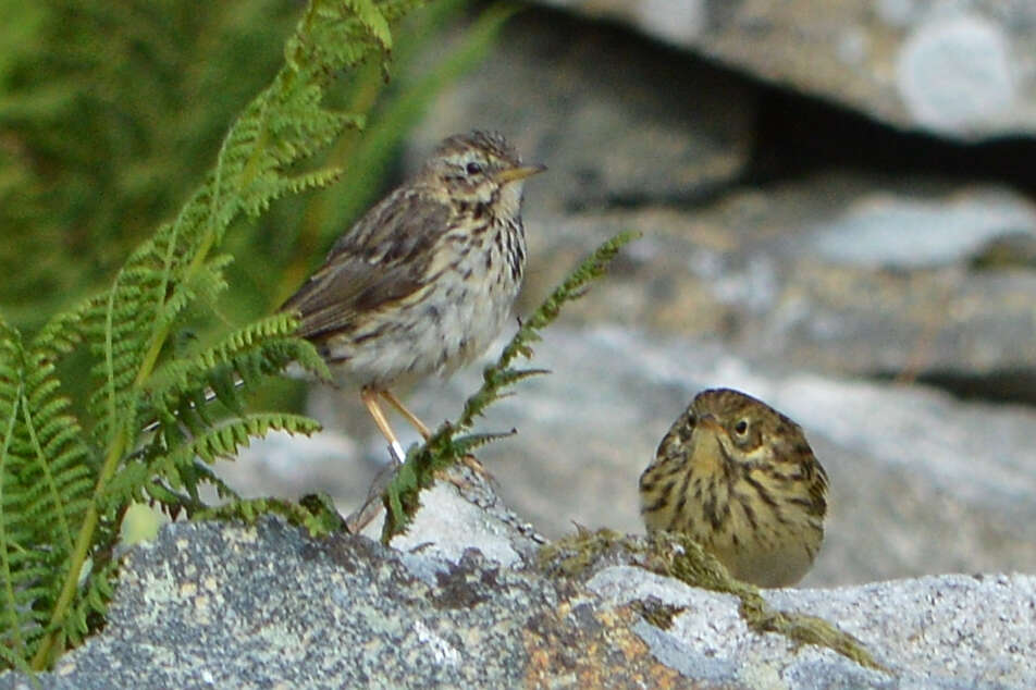 Imagem de Anthus pratensis (Linnaeus 1758)