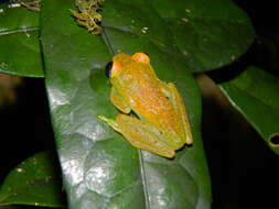 Image of Green Bright-eyed Frog