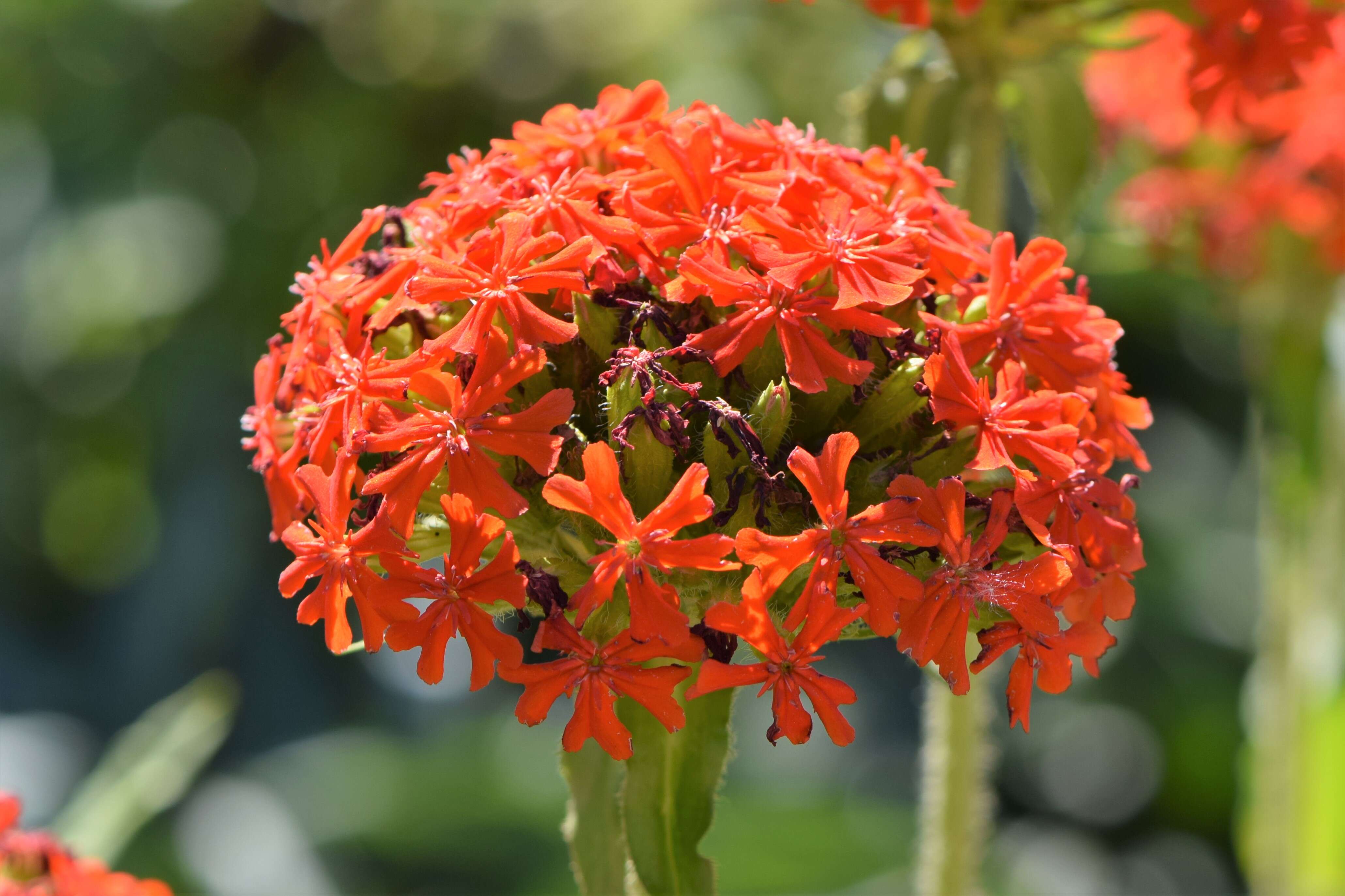 صورة Silene chalcedonica (L.) E. H. L. Krause