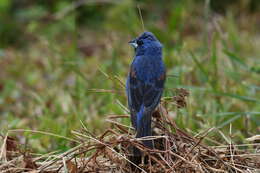 Image of Blue Grosbeak