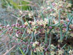 Image of Asparagus horridus L.