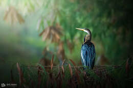 Image of Oriental Darter