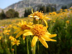 Image of hairy arnica