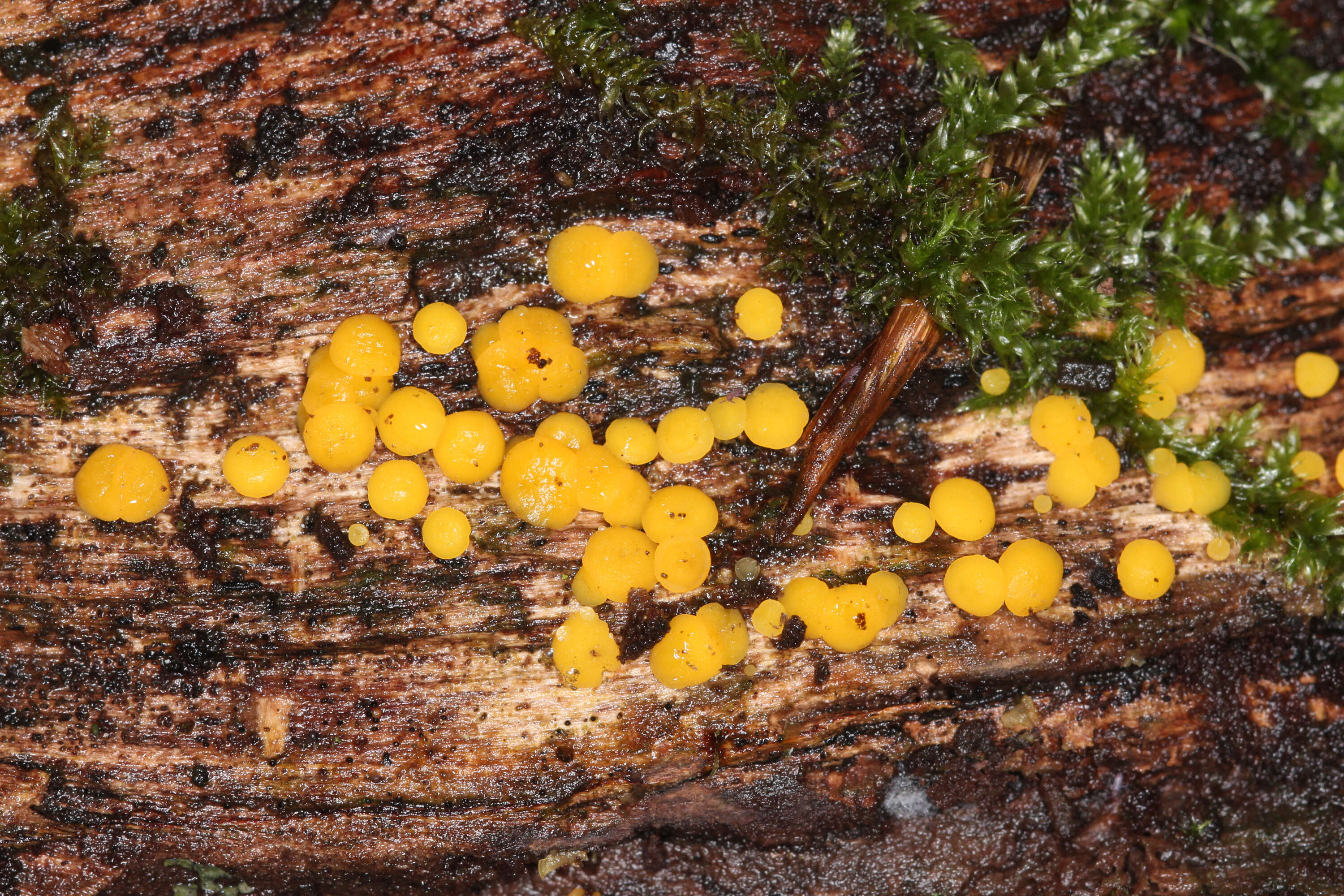 Image of Yellow fairy cup