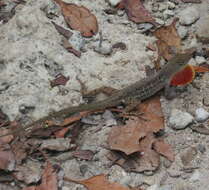 Image of Bahaman brown anole