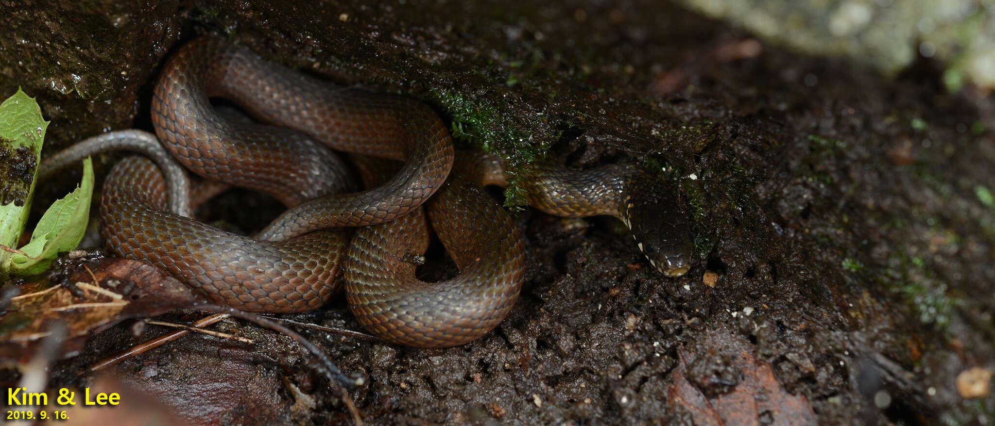 Слика од Hebius vibakari (H. Boie 1826)