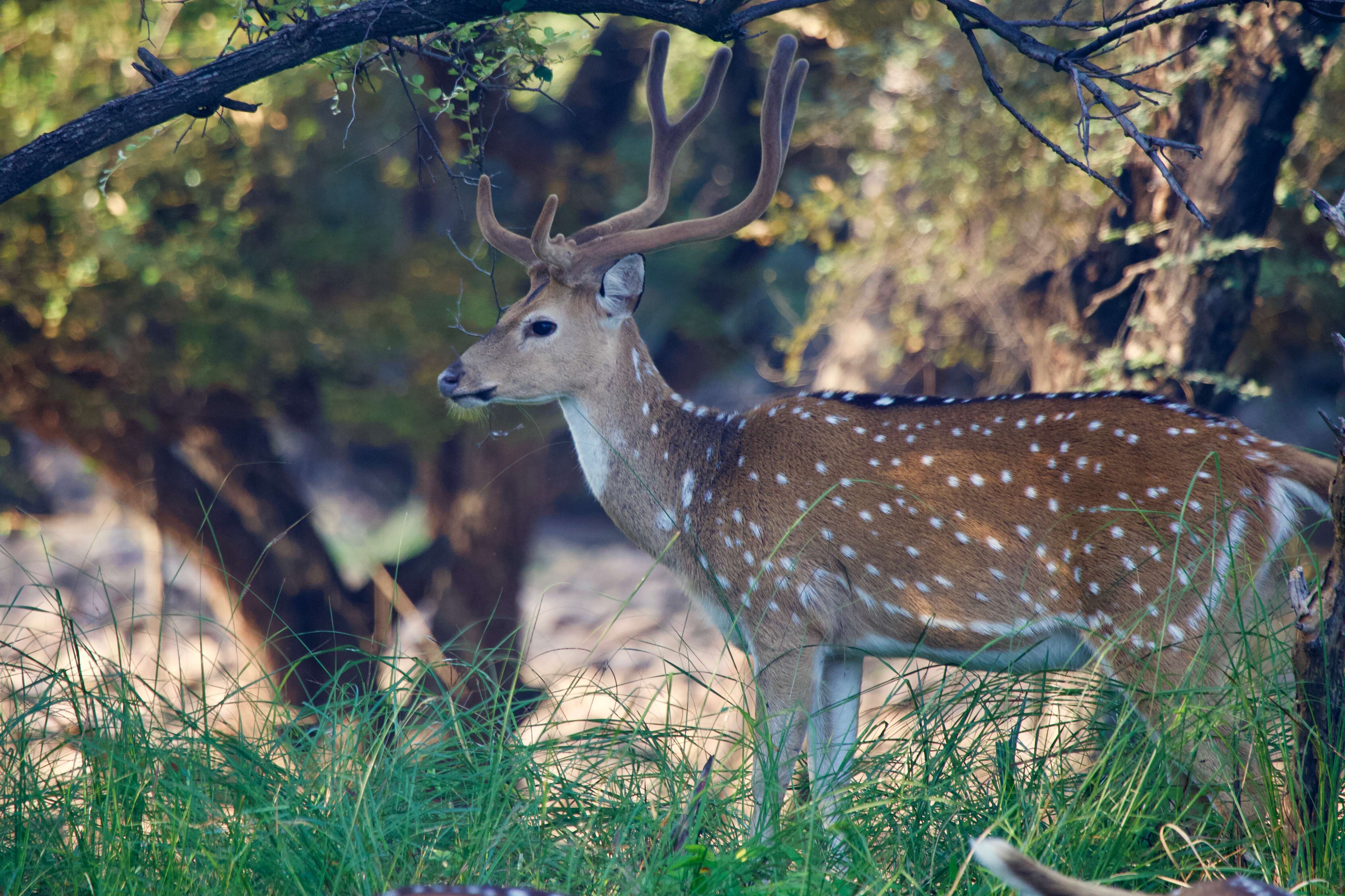 Image of Axis Deer