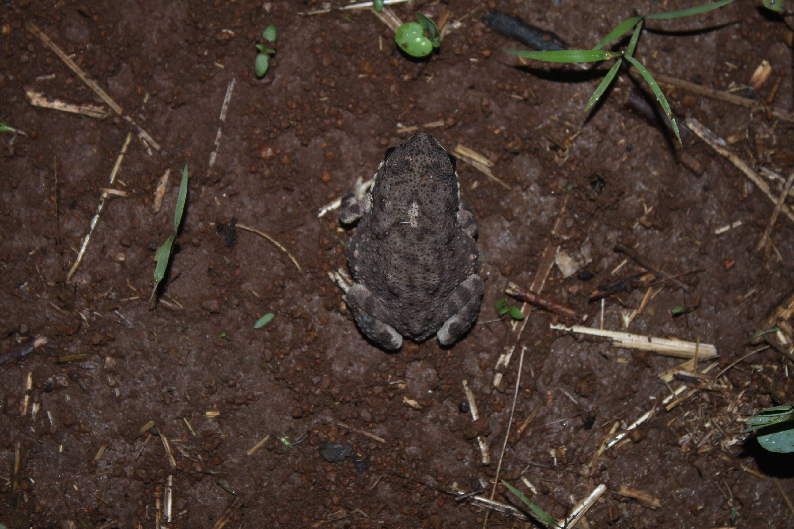 Image of Duttaphrynus Frost, Grant, Faivovich, Bain, Haas, Haddad, de Sá, Channing, Wilkinson & Donnellan et al. 2006