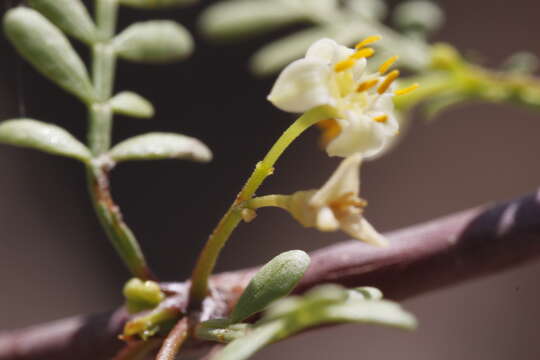 Image de Bursera microphylla A. Gray