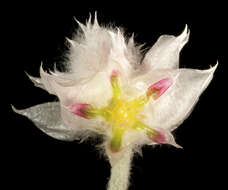 Image of Ptilotus chamaecladus Diels