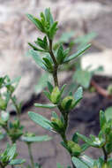 Image of american speedwell